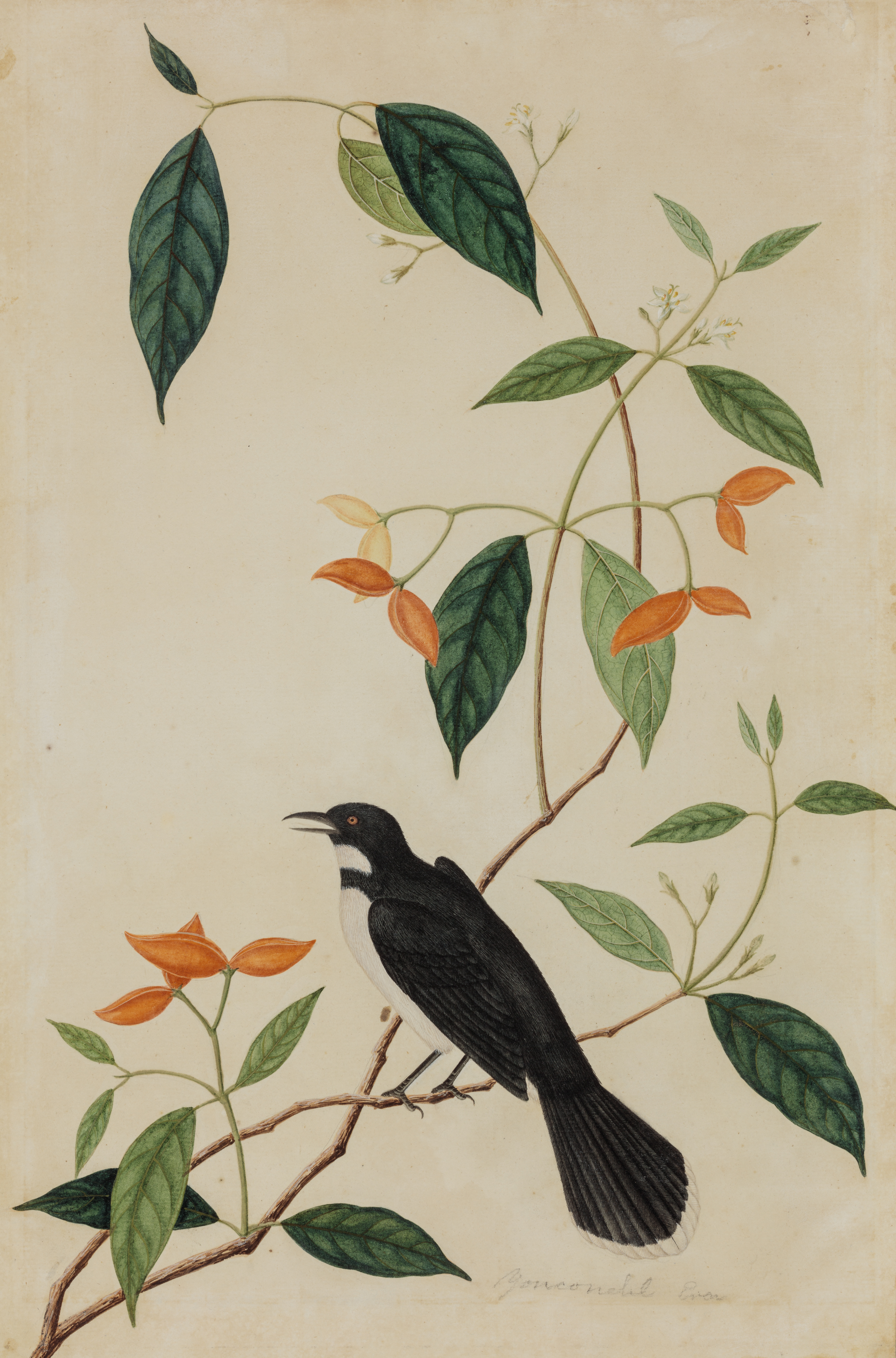 Study of a Malaysian Pied Fantail (Rhipidura javanica)